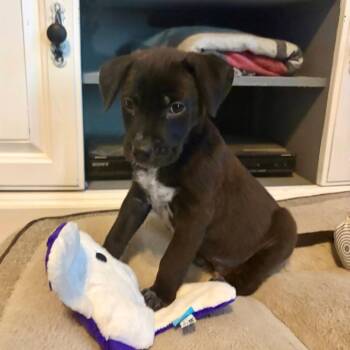 Buzz Toystory C606 -  Border Terrier Dog for Adoption in Allen, Texas - Buzz Toystory C606 | PetCurious