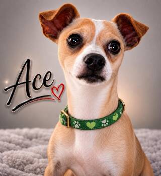 Ace -  Terrier and Chihuahua Dog for Adoption in Liverpool, Texas - Ace | PetCurious