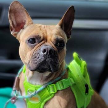 Sunday -  French Bulldog Dog for Adoption in Pearland, Texas - Sunday | PetCurious