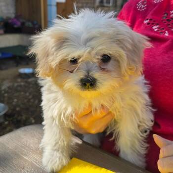 Tiny Bubbles -  Maltese and Poodle Dog for Adoption in Boerne, Texas - Tiny Bubbles | PetCurious