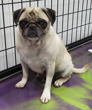 Rescue Pug Dogs for Adoption in Anna, Illinois - Marissa | PetCurious