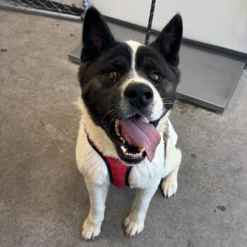 Rocky -  Mixed Breed Dog for Adoption in Las Cruces, New Mexico - Rocky | PetCurious