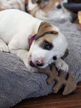 Cookie -  Great Pyrenees and Bulldog Dog for Adoption in Bancroft, Ontario - Cookie | PetCurious