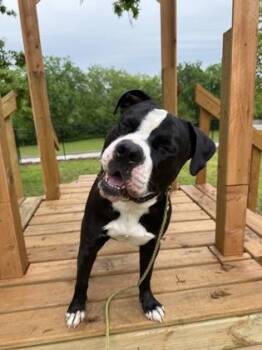Pit Bull Terrier and Mixed Breed Dogs Available for Adoption in Kansas City, Missouri - Balboa | PetCurious