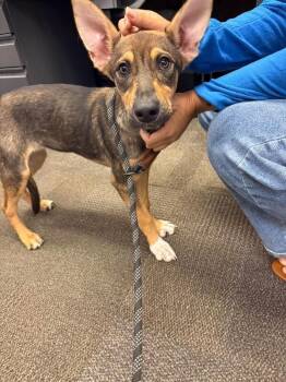 Roo -  German Shepherd Dog and Mixed Breed Dog for Adoption in Los Angeles, California - Roo | PetCurious