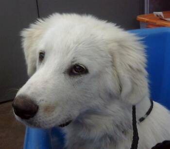 Great Pyrenees Dogs Available for Adoption in Dallas, Texas - WORMIE | PetCurious