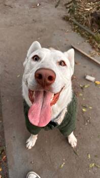 Rescue White German Shepherd and Siberian Husky Dogs for Adoption in Whittier, California - Yoki | PetCurious