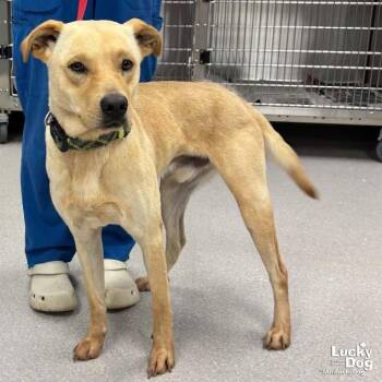 Benny -  Labrador Retriever Dog for Adoption in Washington, District Of Columbia - Benny | PetCurious