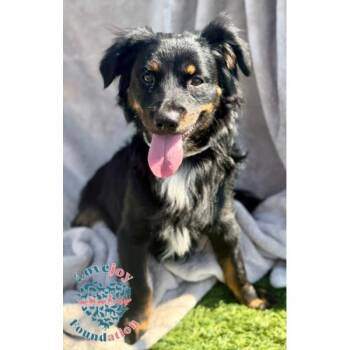 Skeeter -  Spaniel Dog for Adoption in Inglewood, California - Skeeter | PetCurious