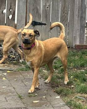 Rescue Mixed Breed Dogs for Adoption in Lewiston, Idaho - Ruth | PetCurious