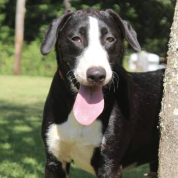 Nolen -  Retriever and Bull Terrier Dog for Adoption in Cedarburg, Wisconsin - Nolen | PetCurious