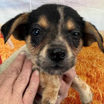 Marlo -  Border Collie and Australian Cattle Dog Blue Heeler Dog for Adoption in Normal, Illinois - Marlo | PetCurious