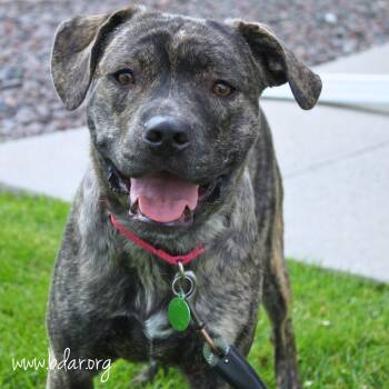 Staffordshire Bull Terrier Dogs Available for Adoption in Fort Collins, Colorado - Gene | PetCurious