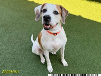 Mixed Breed Dogs Available for Adoption in West Palm Beach, Florida - RYDER | PetCurious
