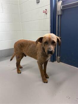 Labrador Retriever Dogs Available for Adoption - HOUSTON | PetCurious