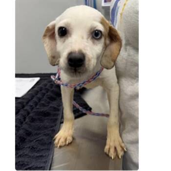 Kel -  Mixed Breed Dog for Adoption in Pekin, Illinois - Kel | PetCurious