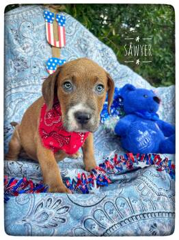 Sawyer -  American Bulldog and Pit Bull Terrier Dog for Adoption in Sebring, Florida - Sawyer | PetCurious