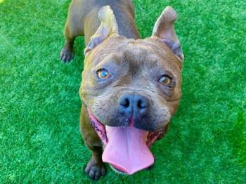 TALLI -  French Bulldog and Mixed Breed Dog for Adoption in Moreno Valley, California - TALLI | PetCurious