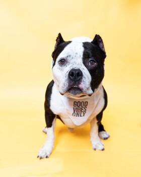 T-bone -  Mixed Breed Dog for Adoption in North Miami Beach, Florida - T-bone | PetCurious