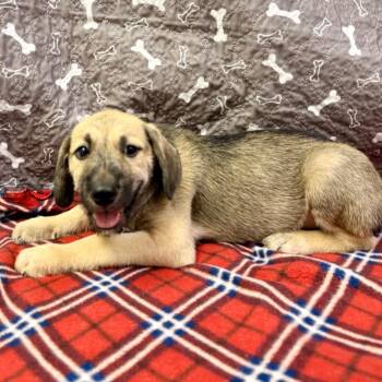 Spritz -  Labrador Retriever and Mixed Breed Dog for Adoption in Buffalo, Minnesota - Spritz | PetCurious