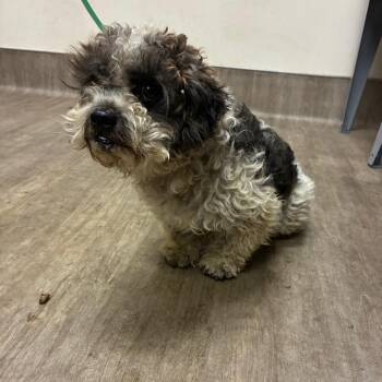 Panini Press -  Poodle and Mixed Breed Dog for Adoption in Pasadena, California - Panini Press | PetCurious