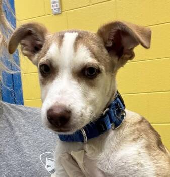 Labrador Retriever Dogs Available for Adoption in Golden, Colorado - Cole | PetCurious