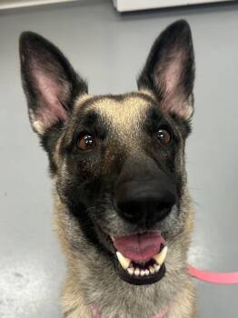 Rescue German Shepherd Dog Dogs for Adoption in Hartsville, South Carolina - Pixie | PetCurious