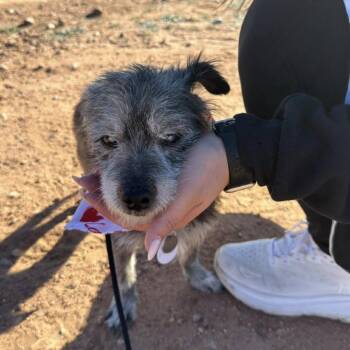 Dunkin -  Cairn Terrier Dog for Adoption in Ramona, California - Dunkin | PetCurious