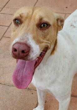 Rescue Hound and Mixed Breed Dogs for Adoption in Shreveport, Louisiana - Walker | PetCurious