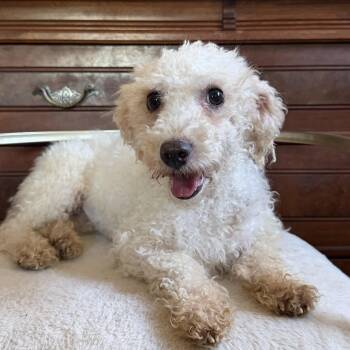 Beth -  Mixed Breed and Miniature Poodle Dog for Adoption in Los Angeles, California - Beth | PetCurious