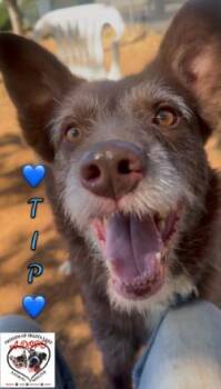 Tip -  Border Collie and German Wirehaired Pointer Dog for Adoption in Shasta Lake, California - Tip | PetCurious