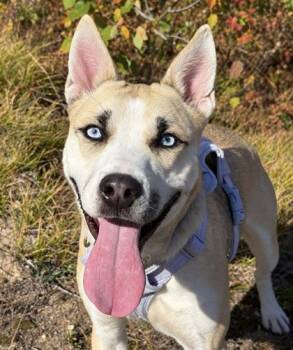 Nala -  Husky and Shepherd Dog for Adoption in Gwinn, Michigan - Nala | PetCurious