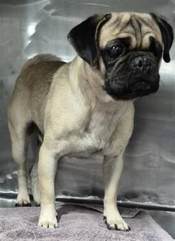 Pulga -  Pug and Mixed Breed Dog for Adoption in El Paso, Texas - Pulga | PetCurious