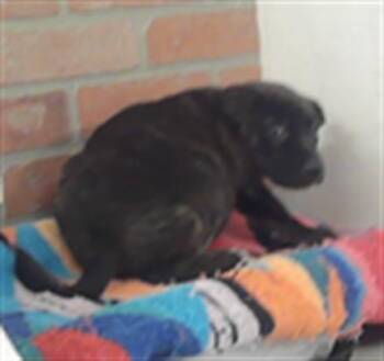 German Shepherd Dog and Mixed Breed Dogs Available for Adoption in Houston, Texas - A2072388 | PetCurious