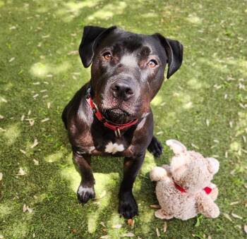 BOSS -  Pit Bull Terrier and Mixed Breed Dog for Adoption in Minneapolis, Minnesota - BOSS | PetCurious