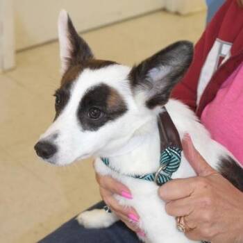 Terrier Dogs Available for Adoption in Birmingham, Alabama - Barbie | PetCurious