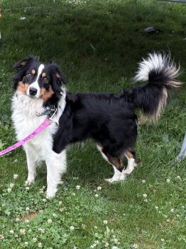 Reese -  Australian Shepherd and Border Collie Dog for Adoption in Lincoln University, Pennsylvania - Reese | PetCurious