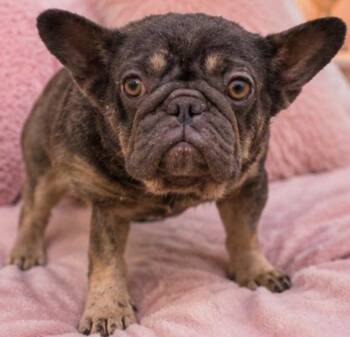 COCO -  French Bulldog Dog for Adoption in Margate, Florida - COCO | PetCurious