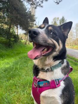 Rescue Siberian Husky Dogs for Adoption in Burnaby, British Columbia - Bagheera | PetCurious