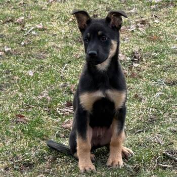 Shepherd and Mixed Breed Dogs Available for Adoption in Chaska, Minnesota - Zoloft | PetCurious