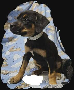 Shepherd and Hound Dogs Available for Adoption - Ali | PetCurious