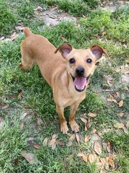 Rescue Miniature Pinscher and Chihuahua Dogs for Adoption in Houston, Texas - Bear | PetCurious