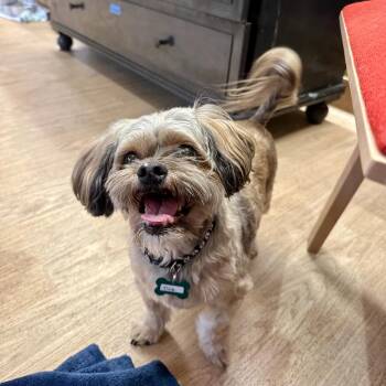 Dink 14231 -  Shih Tzu Dog for Adoption in San Francisco, California - Dink 14231 | PetCurious