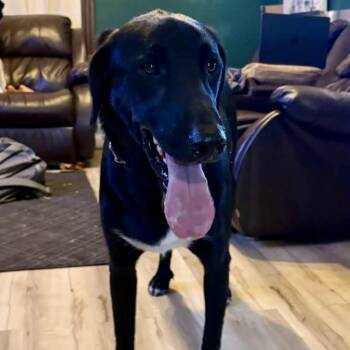 Quincy -  Black Labrador Retriever and Great Pyrenees Dog for Adoption in Kansas City, Missouri - Quincy | PetCurious