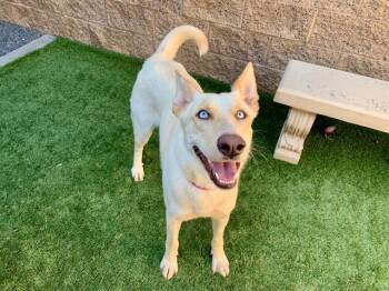 Siberian Husky Dogs Available for Adoption in San Marcos, California - URGENT SAVE ME PLEASE Dove A550459 | PetCurious