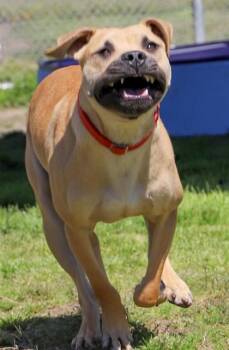 Spud Jones -  Mixed Breed Dog for Adoption in West Chester, Pennsylvania - Spud Jones | PetCurious