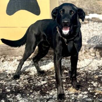 Black Labrador Retriever and German Shepherd Dog Dogs Available for Adoption - Flynn | PetCurious