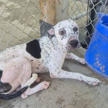 Freckles -  Mixed Breed Dog for Adoption in Huntington, West Virginia - Freckles | PetCurious