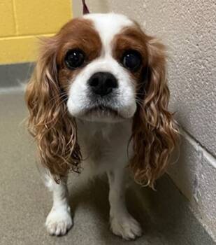 Rescue Cavalier King Charles Spaniel Dogs for Adoption in Parker, Colorado - Lady Annabella 25079 | PetCurious