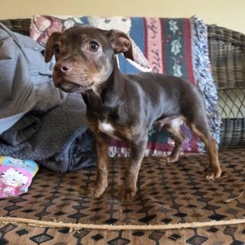 Chihuahua and Miniature Pinscher Dogs Available for Adoption - Oakley | PetCurious
